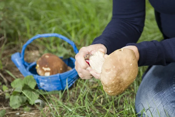 Cleaning Boletus Edulis fungi — Stock Photo, Image