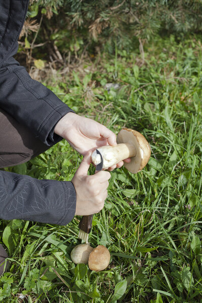 Cleaning Boletus Edulis