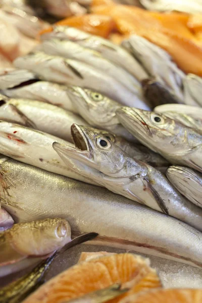 Nasello foto primo piano pesce da bancarella mercato — Foto Stock