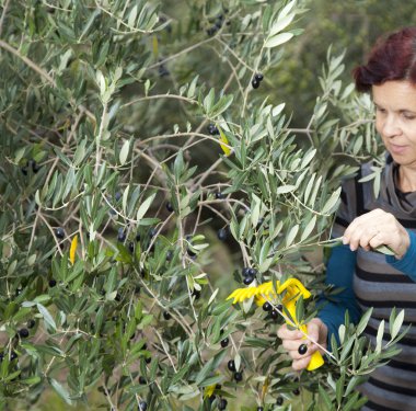 sevimli kadın zeytin toplama