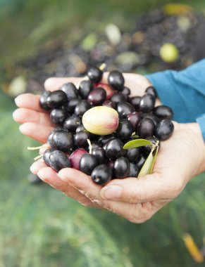 taze zeytin dof tutan eller