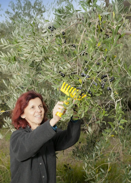 Cute woman collecting olives — Stock Photo, Image