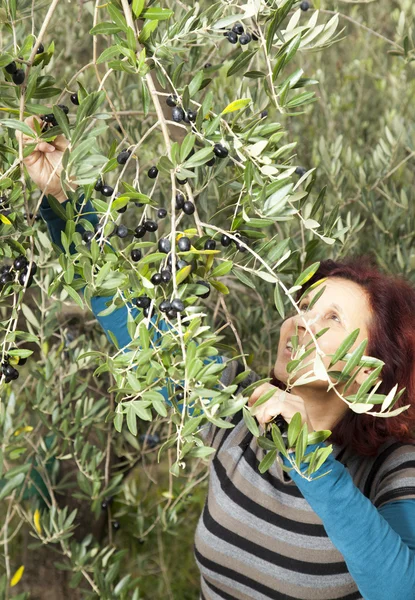 Leuke vrouw verzamelen van olijven — Stockfoto