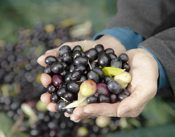 Mani di olive fresche DOF — Foto Stock
