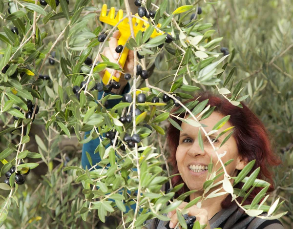 Roztomilá žena sběr oliv — Stock fotografie