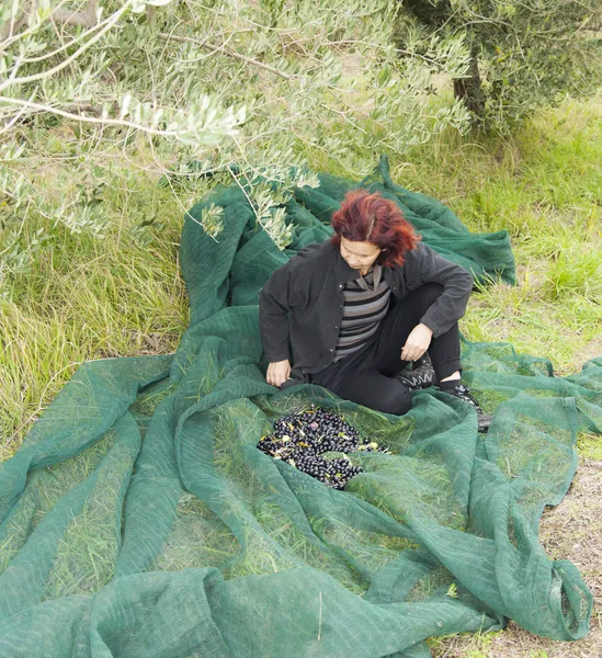 Femme sur filet de récolte d'oliviers — Photo