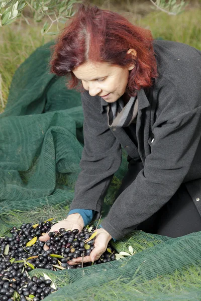Donna sulla rete di raccolta delle olive — Foto Stock