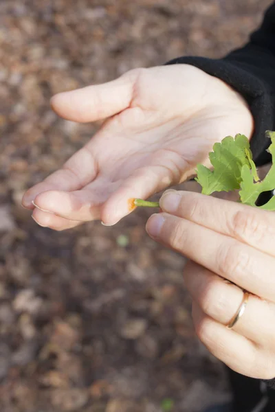 Ta bort vårta på naturligt sätt Stockbild