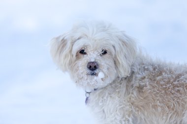 Snowdog