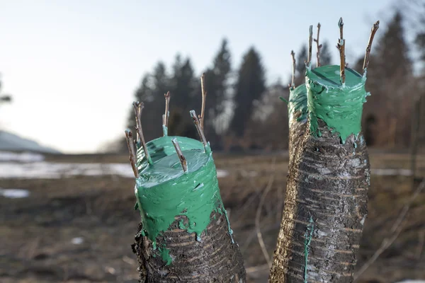 Grafting fruit tree — Stock Photo, Image