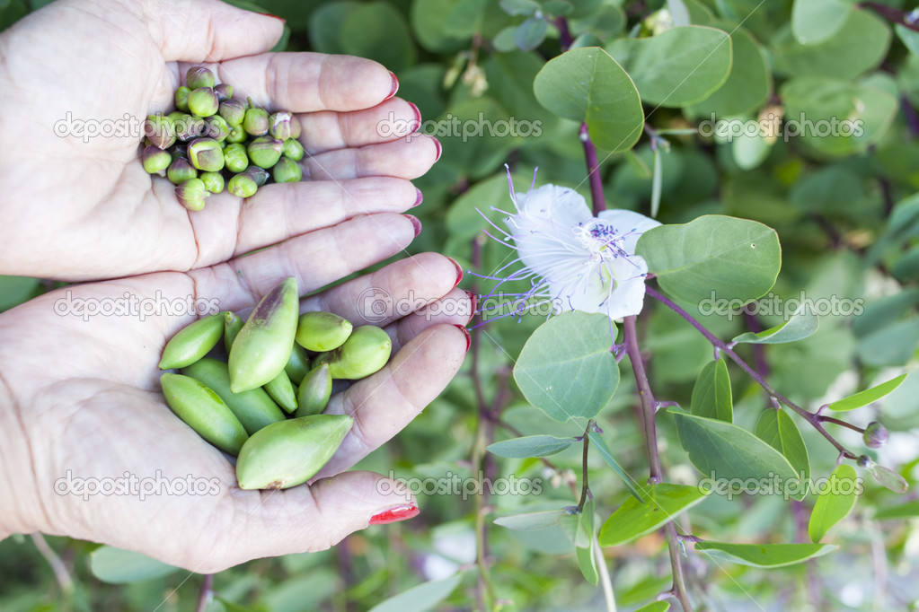 Woman hands showing wild capers