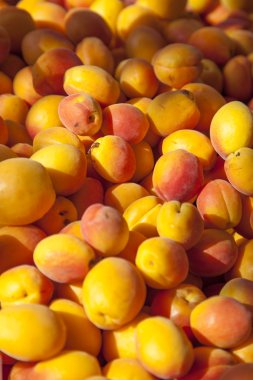 taze organik kayısı