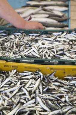 taze sardalye, mackarels yakalamak, yakın çekim