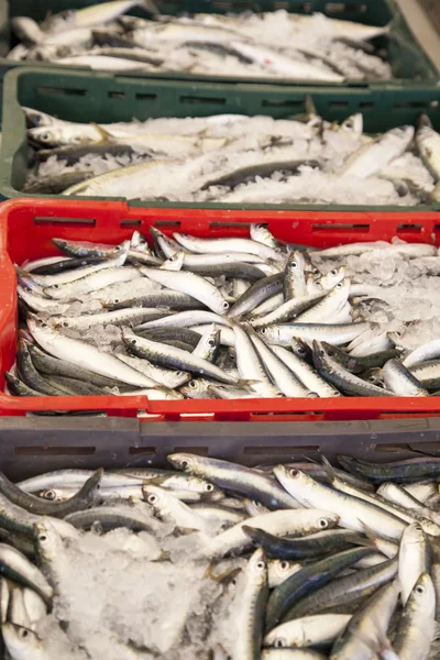 Sardinas frescas, caballas atrapadas en una caja — Foto de Stock