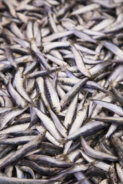 Sardine fresche, sgombri pescati, da vicino — Foto Stock