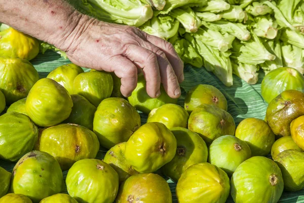 Zbieranie świeżych fig organicznych — Zdjęcie stockowe