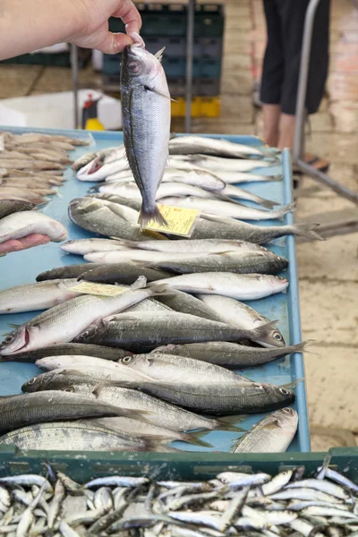 Venta, mostrando pescado fresco en el mercado — Foto de Stock