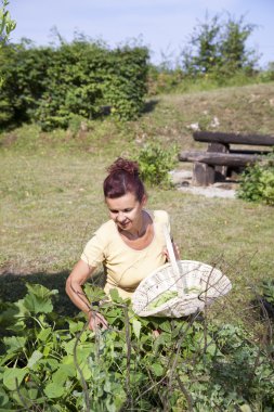 şirin bahçıvan malzeme çekme organik sebze