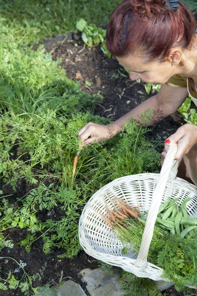 Mignon jardinier cueillette de légumes biologiques — Photo