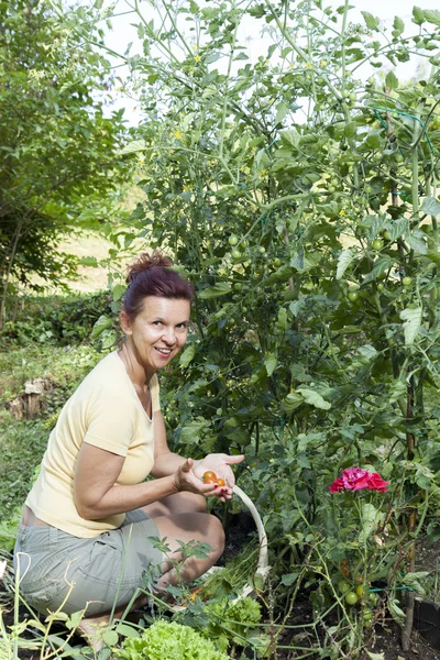 Jardineiro bonito colhendo tomates cereja orgânicos — Fotografia de Stock