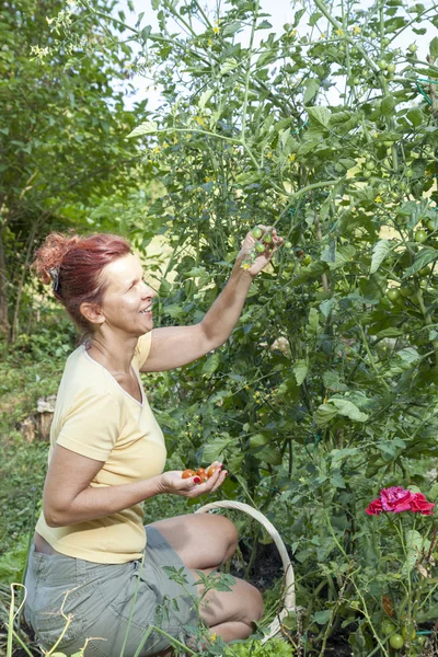 Cute gardener picking organic cherry tomatoes — Stock Photo, Image