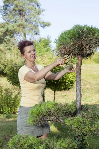 Симпатична жінка обрізає бонсай дерево — стокове фото