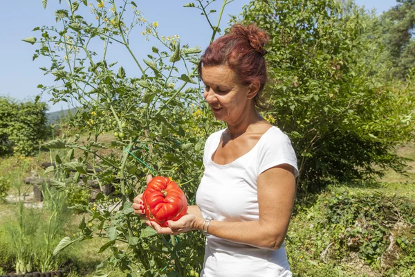 Femme montrant une grosse tomate — Photo