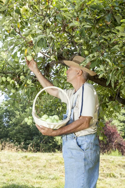 Tuinman plukken biologische appels — Stockfoto