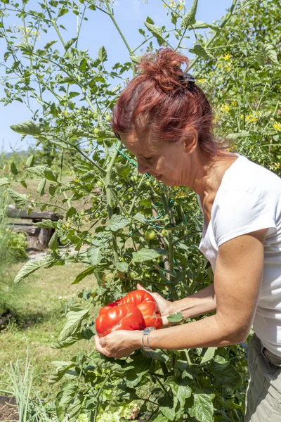 Femme montrant une grosse tomate — Photo