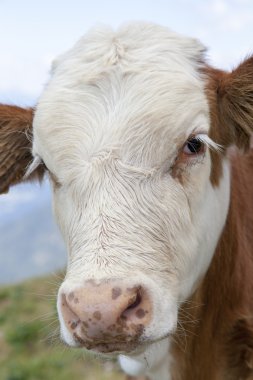 bir buzağı portresi