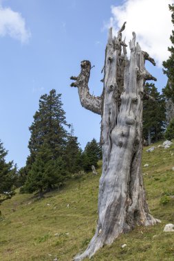 dağlarda korkunç ağaç