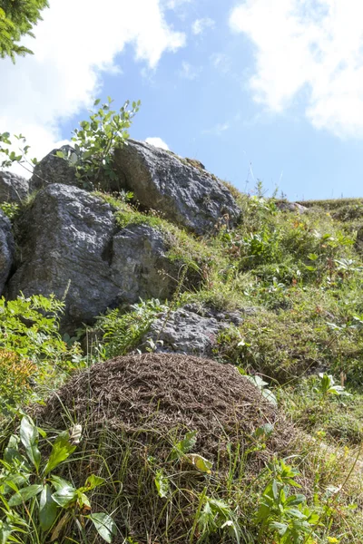 Grande formigueiro nas montanhas, close-up — Fotografia de Stock