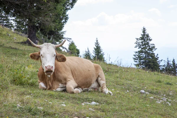 Cow lying on mountains pasture — Stock Photo, Image