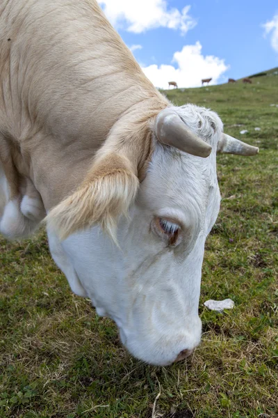 Cows in the pasture — Stock Photo, Image