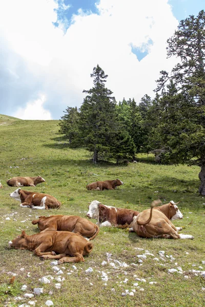 Cows lying on mountains pasture — Stock Photo, Image