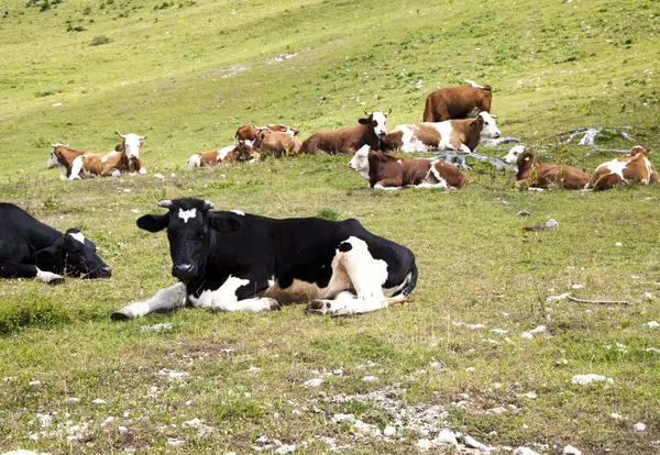 डोंगराळ मेंढपाळ वर पडलेली गायी — स्टॉक फोटो, इमेज