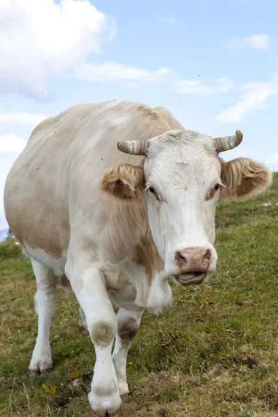 Portret van een boze koe — Stockfoto