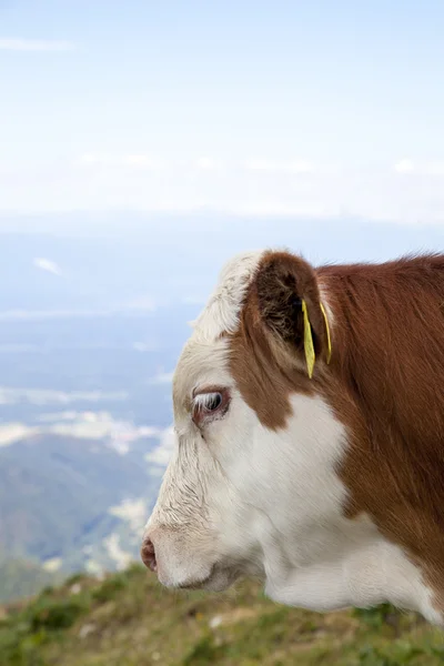 Portrait of a calf — Stock Photo, Image