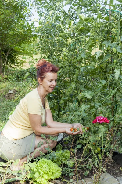 Femme mignonne jardinier cueillette de tomates cerises biologiques — Photo