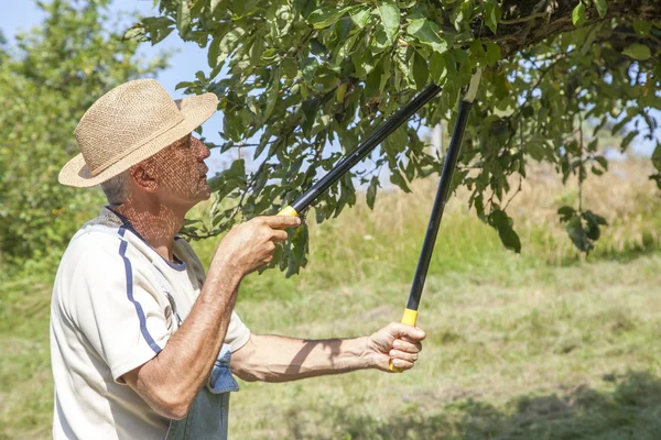 Homem aparando a macieira — Fotografia de Stock