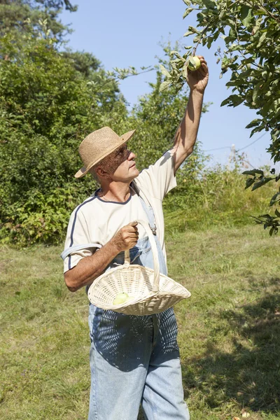 Tuinman plukken biologische appels — Stockfoto