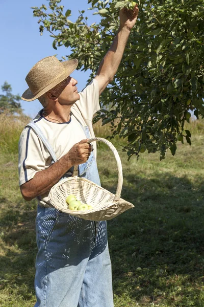 Gardener picking organic apples — Stock Photo, Image