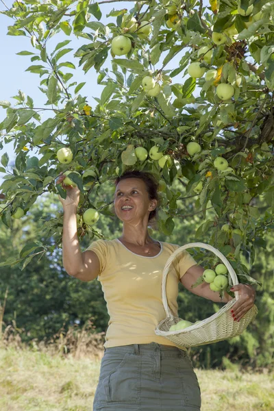 Mulher pegando maçãs orgânicas — Fotografia de Stock