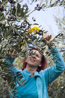 sevimli kadın zeytin hasadı