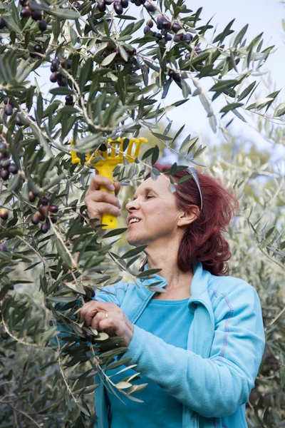 Nette Frau bei der Olivenernte — Stockfoto