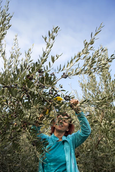 Femme mignonne récolte des olives — Photo