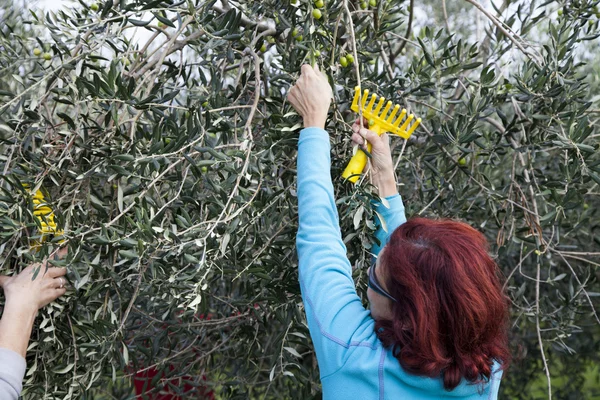 Olivolja lantarbetare på oliv skörd — Stockfoto