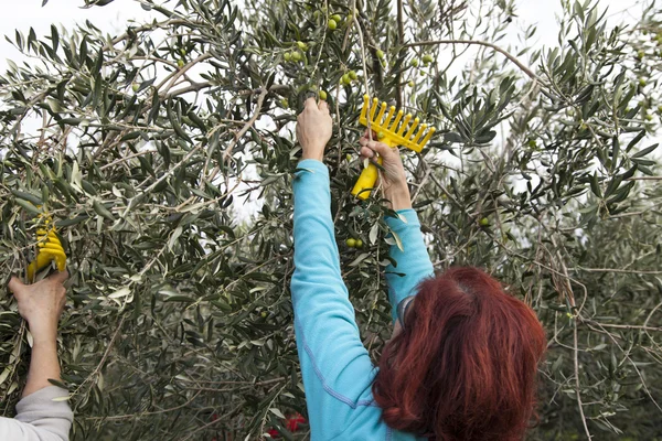 Olive farm workers at olive harvesting — Stock Photo, Image