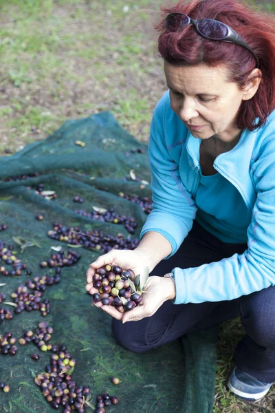 Femme ramassant des olives sur le filet de récolte des olives — Photo