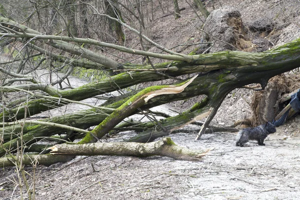 Surprised dog under uprooted trees — Stock Photo, Image